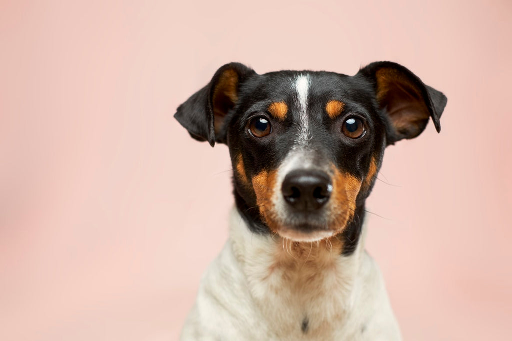 10 Pet Photography Tips For Beginners