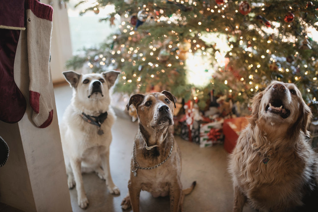 Three dogs sitting in front of a Christmas tree and looking up at the camera